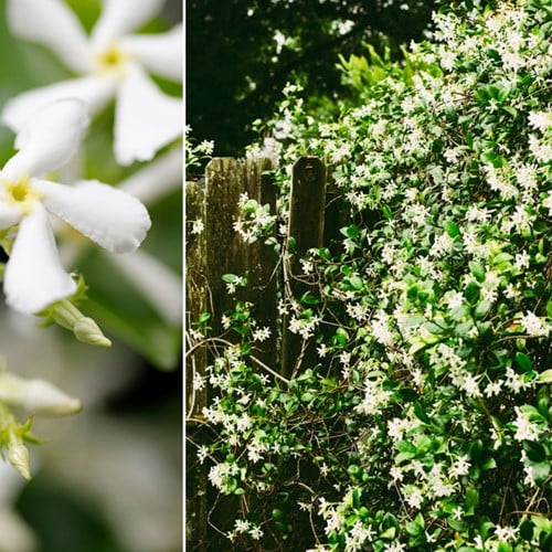 Toscaanse Jasmijn - Trachelospermum Jasminoides