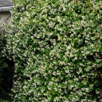 Toscaanse Jasmijn - Trachelospermum Jasminoides