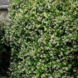 Toscaanse Jasmijn - Trachelospermum Jasminoides