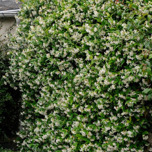 Toscaanse Jasmijn - Trachelospermum Jasminoides