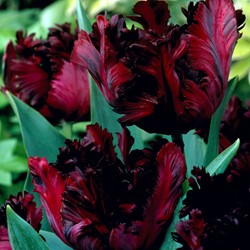 Tulp Black Parrot
