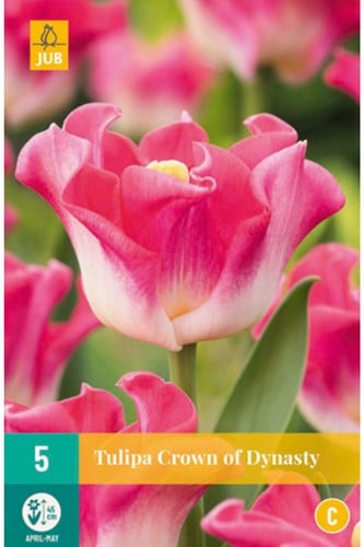Tulp Crown of Dynasty