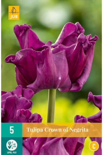 Tulp Crown of Negrita
