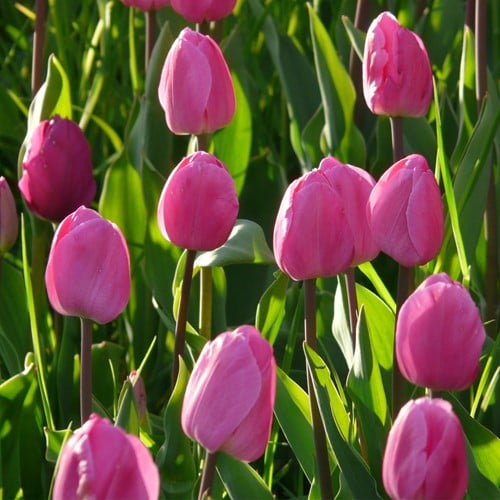 Tulp Don Quichotte