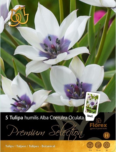 Tulpen Alba Coerulea Oculata - Tulipa humilis