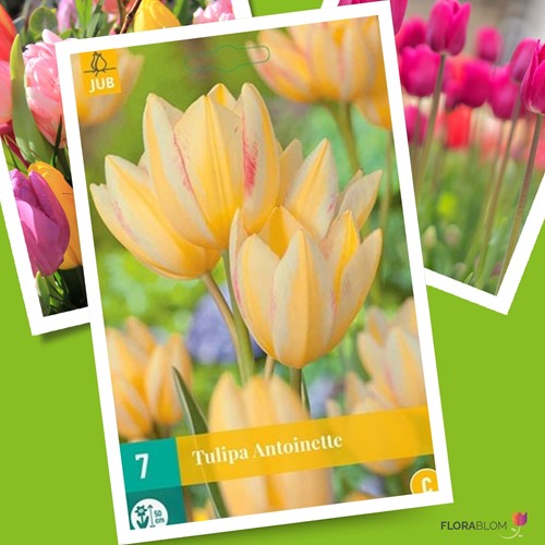 Tulp Antoinette - Tulipa chameleon