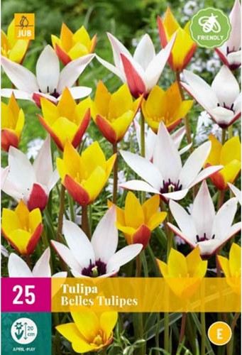 Tulp Belles Tulipes - Lady Tulip