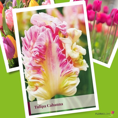 Tulp Cabanna - Tulipa parrot