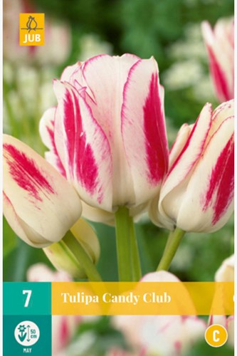 Tulp Candy Club - Tulipa Chameleon