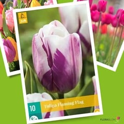 Tulp Flaming Flag