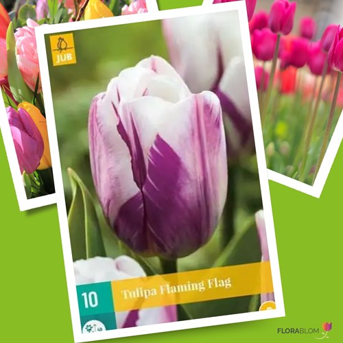 Tulp Flaming Flag