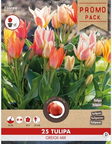 Tulpen Greigii Mix - Tulipa