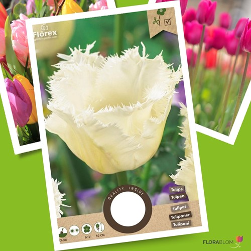 Tulipa Honeymoon – Tulp