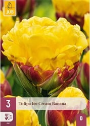 Tulipa Ice Cream Banana - Dubbele tulpen