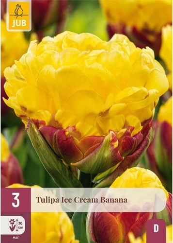 Tulipa Ice Cream Banana - Dubbele tulpen
