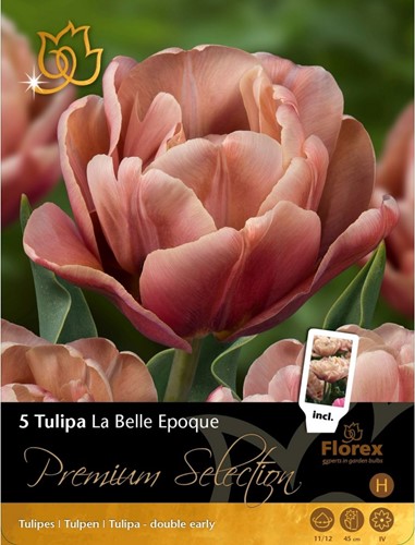 Tulp La Belle Epoque