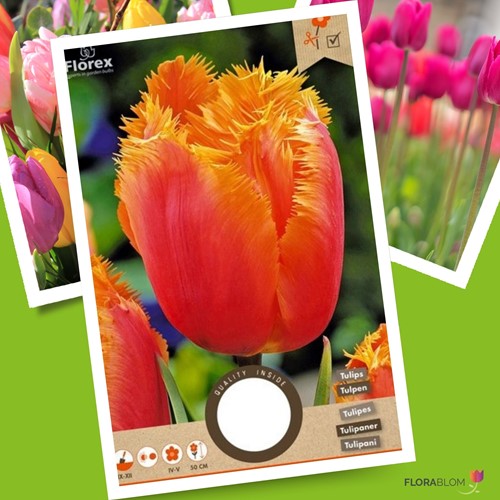 Tulp Lambada - Tulipa Crispa