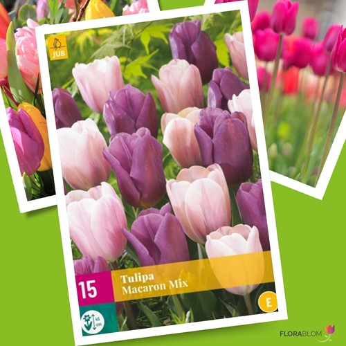 Tulpen Macaron Mix - Tulipa