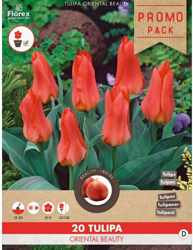 Tulp Oriental Beauty