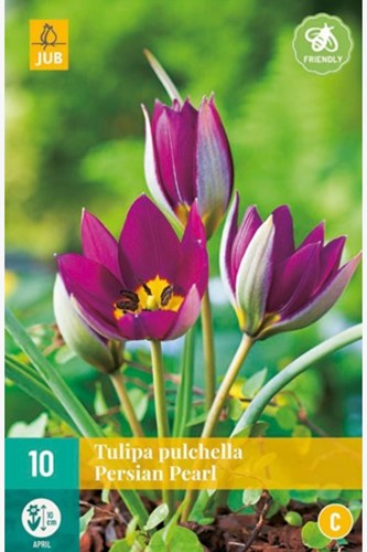 Tulp Pulchella Persian Pearl