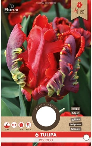 Tulp Rococo