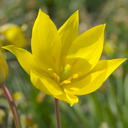 Tulipa Sylvestris - Bostulp