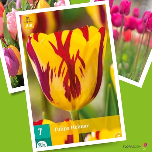 Tulp Helmar
