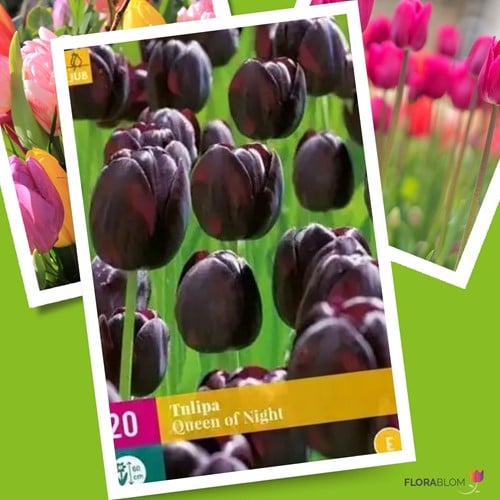 Tulp Queen of Night