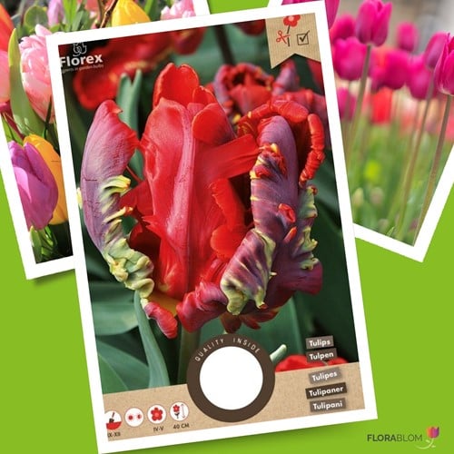 Tulp Rococo