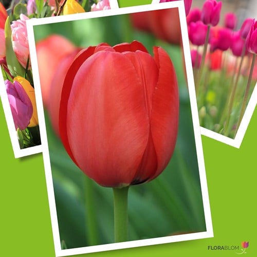 Tulp Apeldoorn