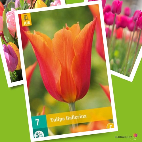 Tulp Ballerina