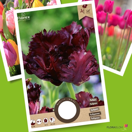 Tulp Black Parrot