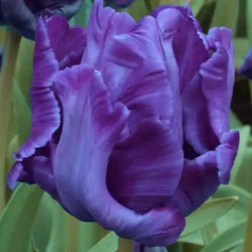 Tulp Blue Parrot - Tulipa parrot