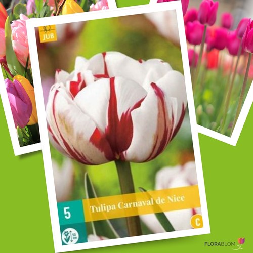 Tulp Carnaval de Nice
