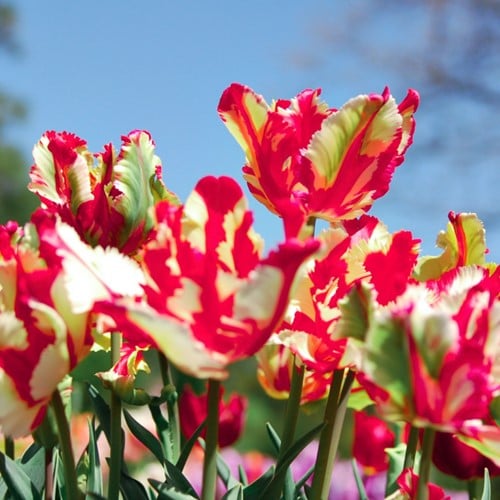 Tulp Estella Rijnveld-2