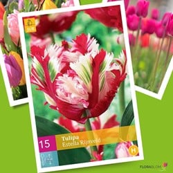 Tulp Estella Rijnveld