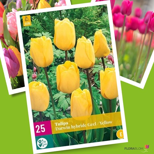Tulp Golden Apeldoorn
