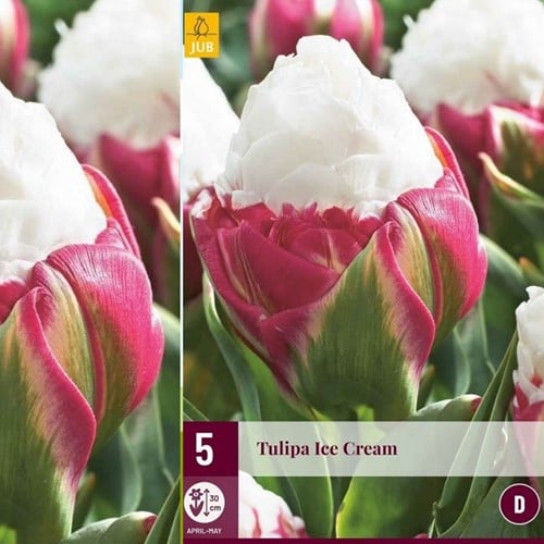 Tulp Ice Cream - Tulipa double