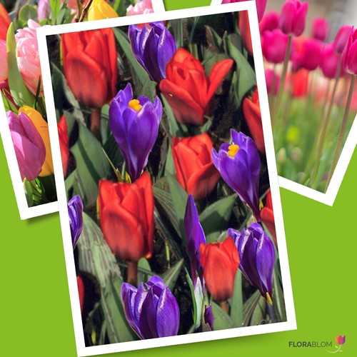 Tulp & Krokus Mix
