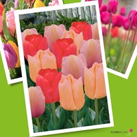 Tulp Mango Dream Mix