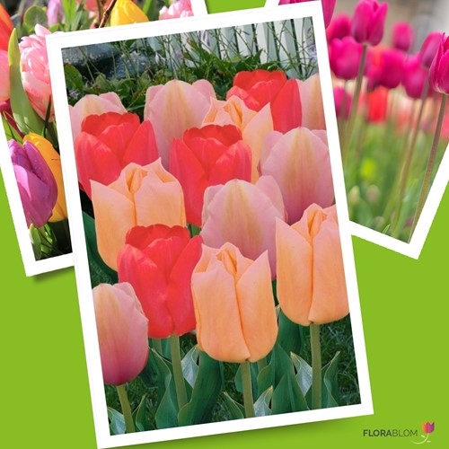 Tulp Mango Dream Mix
