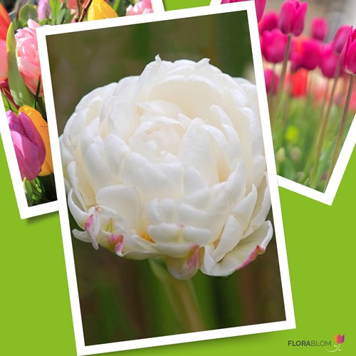 Tulp Mount Tacoma