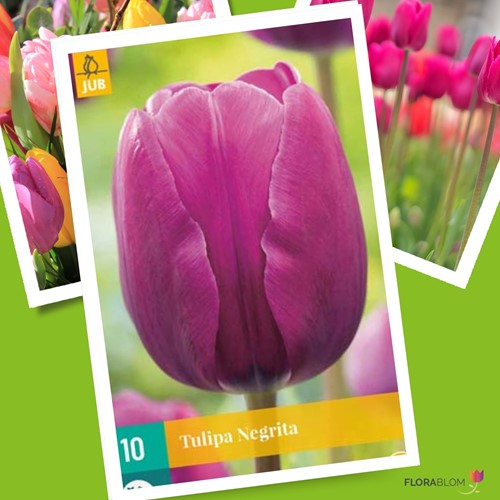 Tulp Negrita - Tulipa triumph