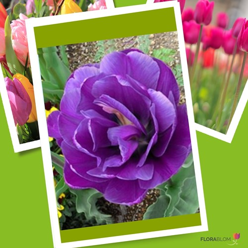 Tulp Negrita Dubbel - Tulipa