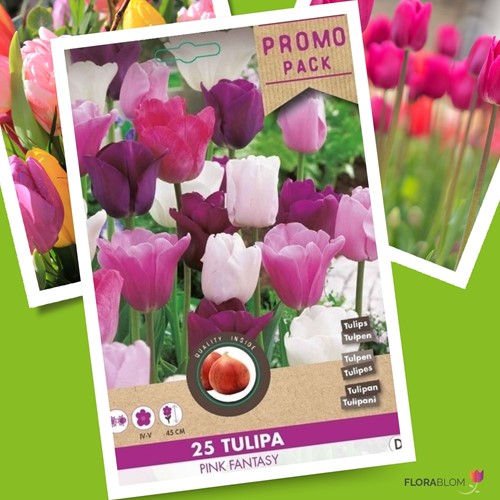 Tulp Pink Fantasy