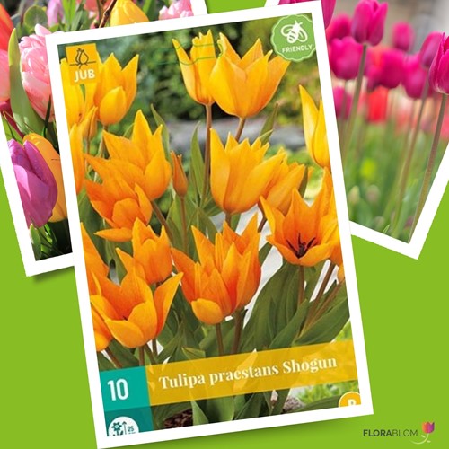 Tulp Praestans Shogun