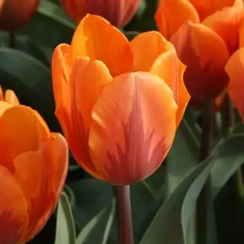 Tulp Prinses Irene