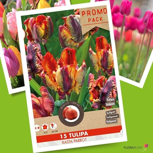Tulp Rasta Parrot