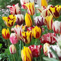 Tulpen Rembrandt Mix - Tulipa chameleon