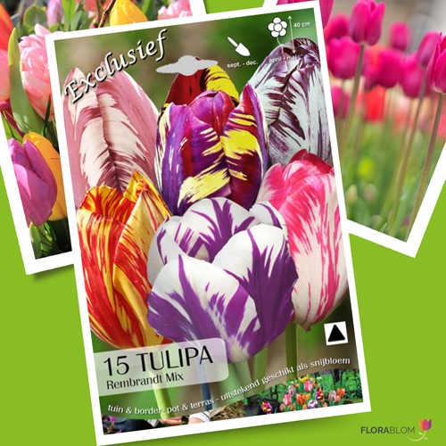 Tulpen Rembrandt Mix - Tulipa chameleon